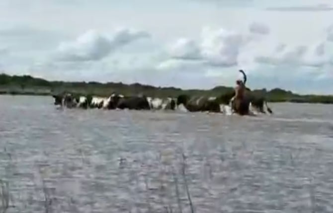Siñuelos guían a miles de vacas para escapar de la inundación en Santa Fe