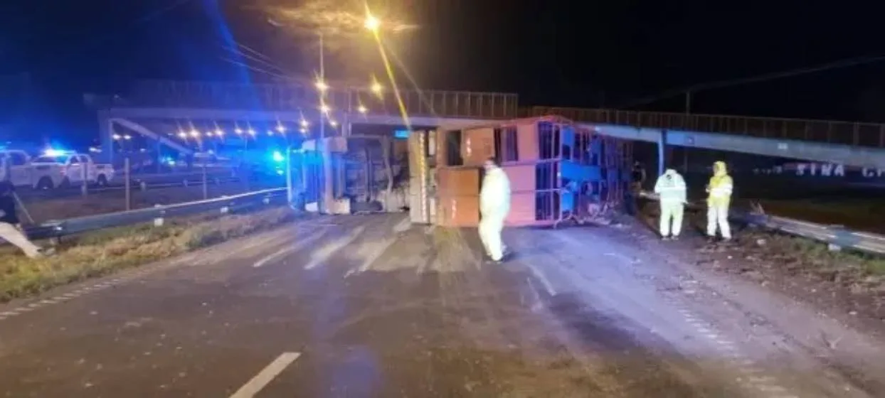 Volcó un camión con ganado en Circunvalación y cinco detenidos por faenar vacas en la ruta