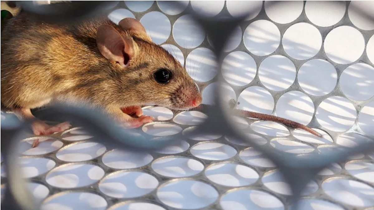 Primer caso de hantavirus en Santa Fe 2026: el paciente ya tiene el alta
