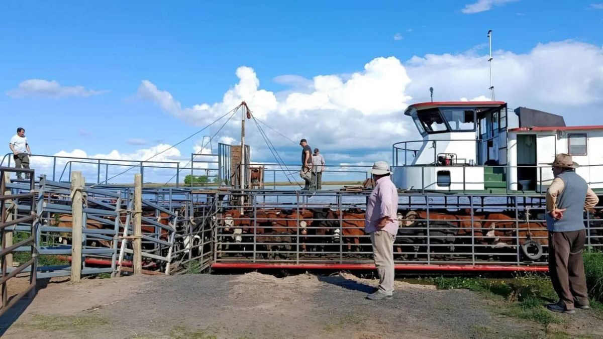 Crecida del Paraná: éxodo de más de 20.000 cabezas de ganado en islas de Rosario