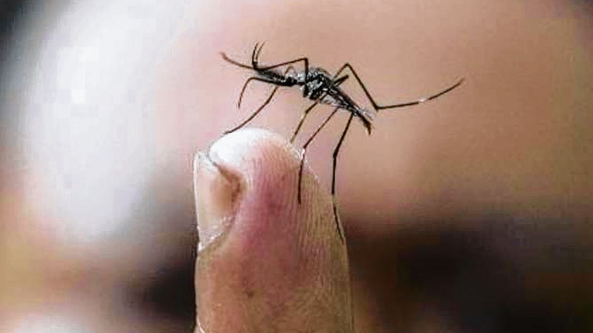 Dengue en Rosario: el primer caso confirmado de la temporada es importado