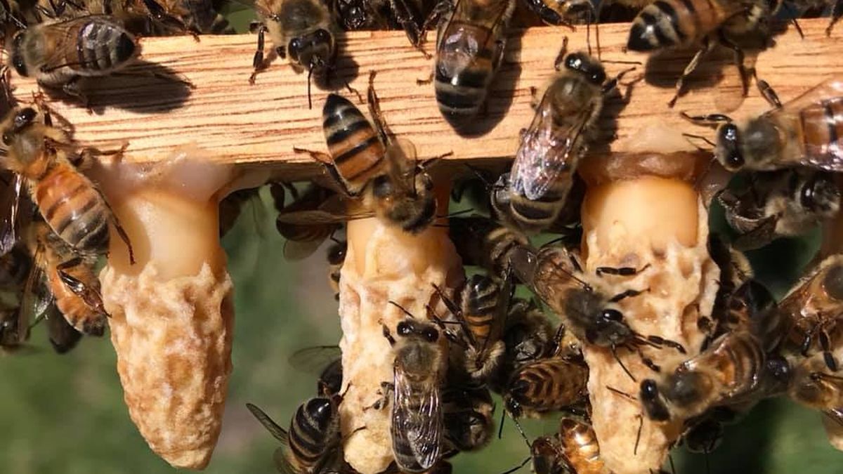 Familia de Funes pide ayuda urgente: abejas invaden su casa y hay alérgicos