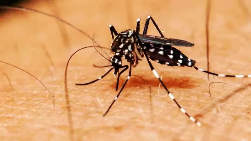 Dengue en Rosario: primer caso importado de 2026, llegó de Perú