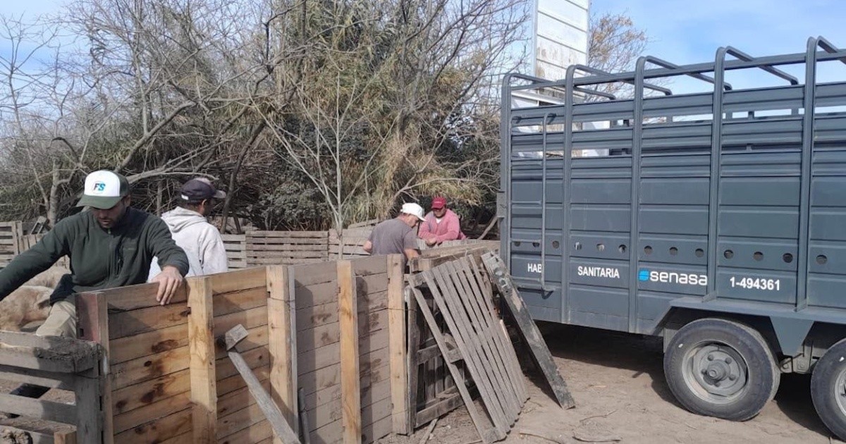 Triquinosis en Rosario: intervinieron un criadero en Ibarlucea y retiraron 18 cerdos
