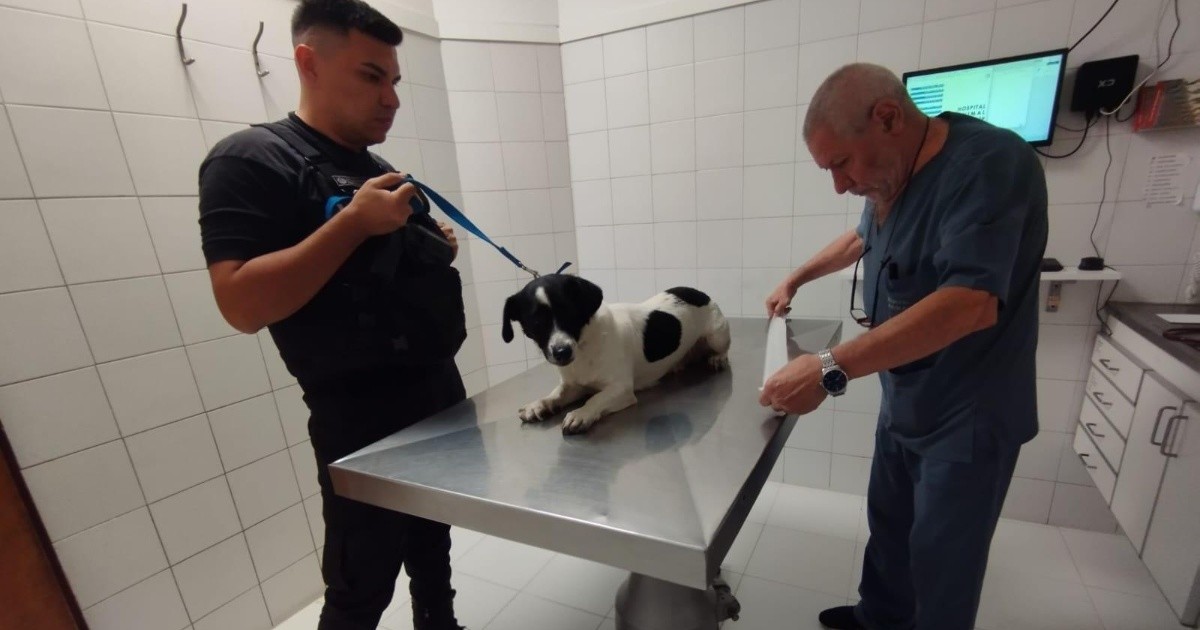 Rosario: detuvieron a un hombre por maltrato animal en el centro