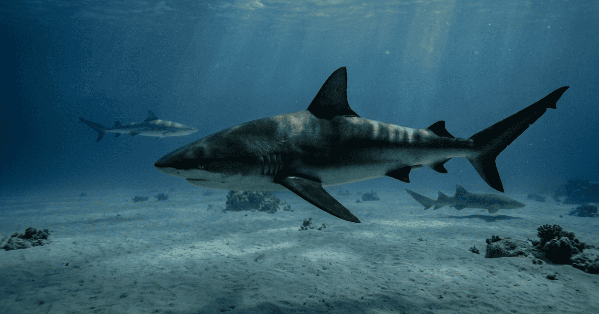Cocaína y analgésicos en tiburones: el alarmante hallazgo en aguas del Caribe