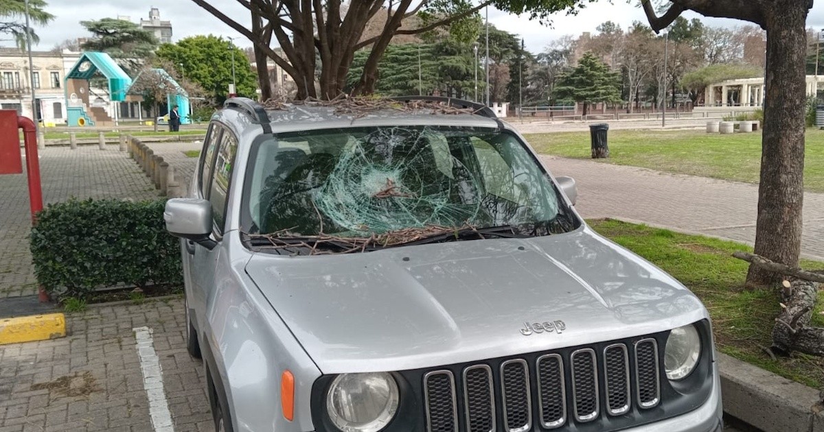 Viento de 74 km/h en Rosario: árboles caídos y autos dañados en la ciudad