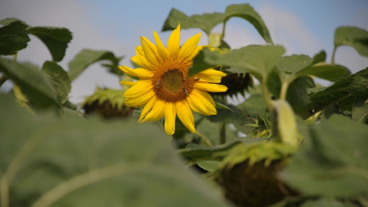El girasol argentino duplica exportaciones y crece la siembra 2026/27
