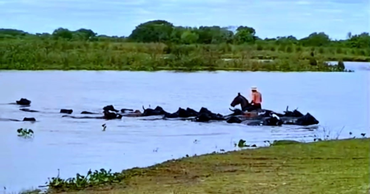 Crecida del Paraná en Santa Fe: productores sacan miles de animales de islas
