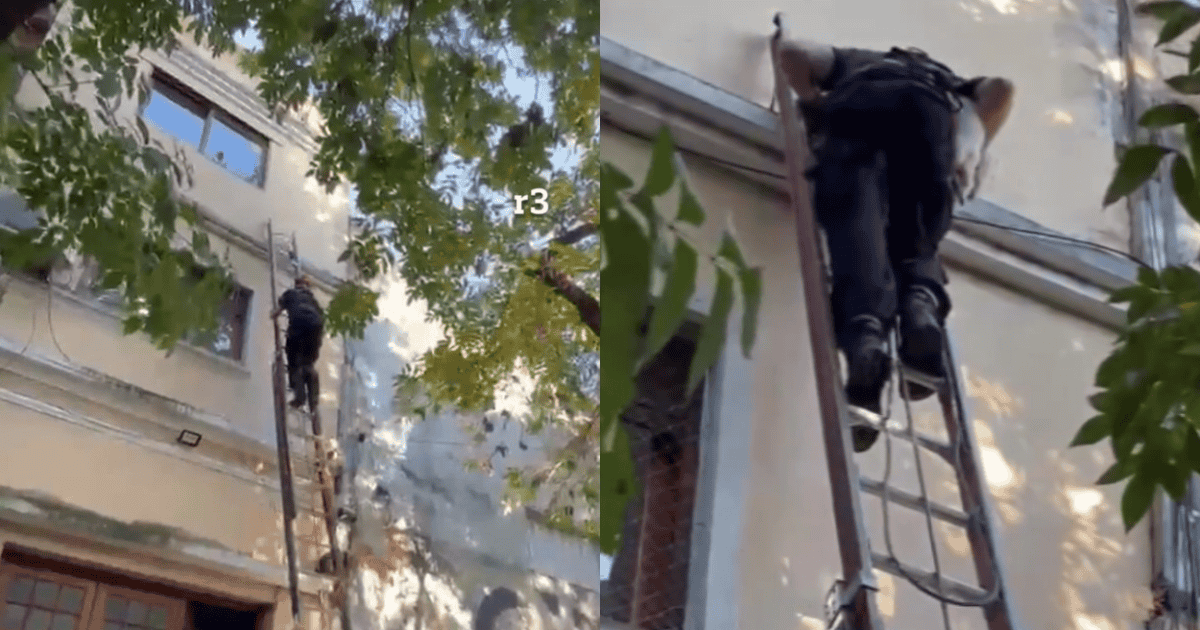 Bomberos de Rosario rescataron a un perrito atrapado en un segundo piso