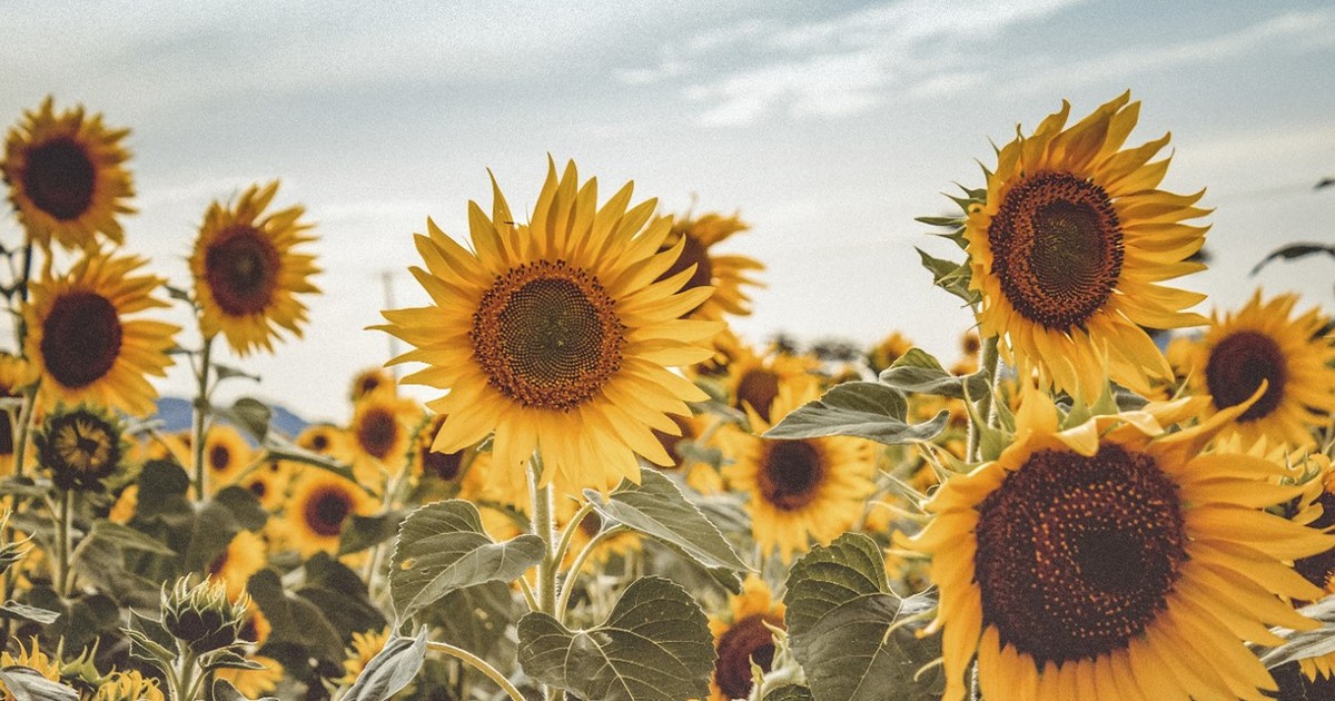 Girasol argentino: cosecha récord presiona la logística de Rosario