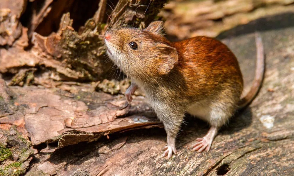 Hantavirus en Santa Fe: confirmaron el primer caso del año y el paciente ya tiene alta