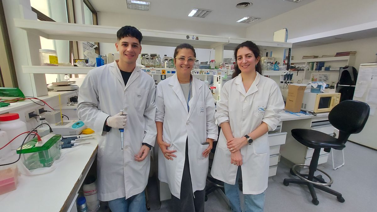 Científicos de Rosario desarrollan un test rápido y económico para detectar dengue