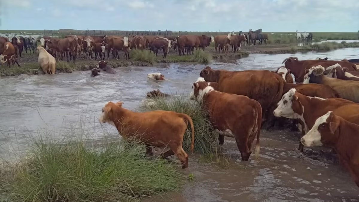 Emergencia agropecuaria en Santa Fe por inundaciones: un millón de hectáreas bajo agua