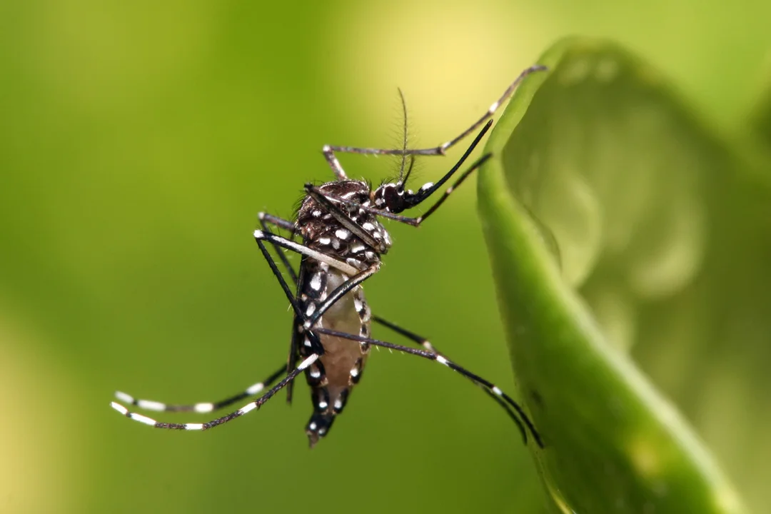 Rosario: buscan voluntarios mayores de 60 años para estudio de vacuna dengue