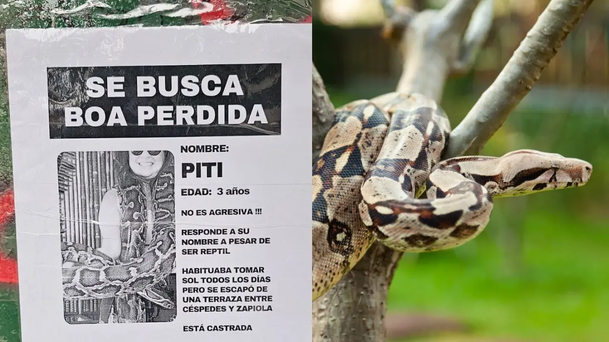 La boa 'Piti' de Colegiales nunca existió: fue una campaña de marketing viral