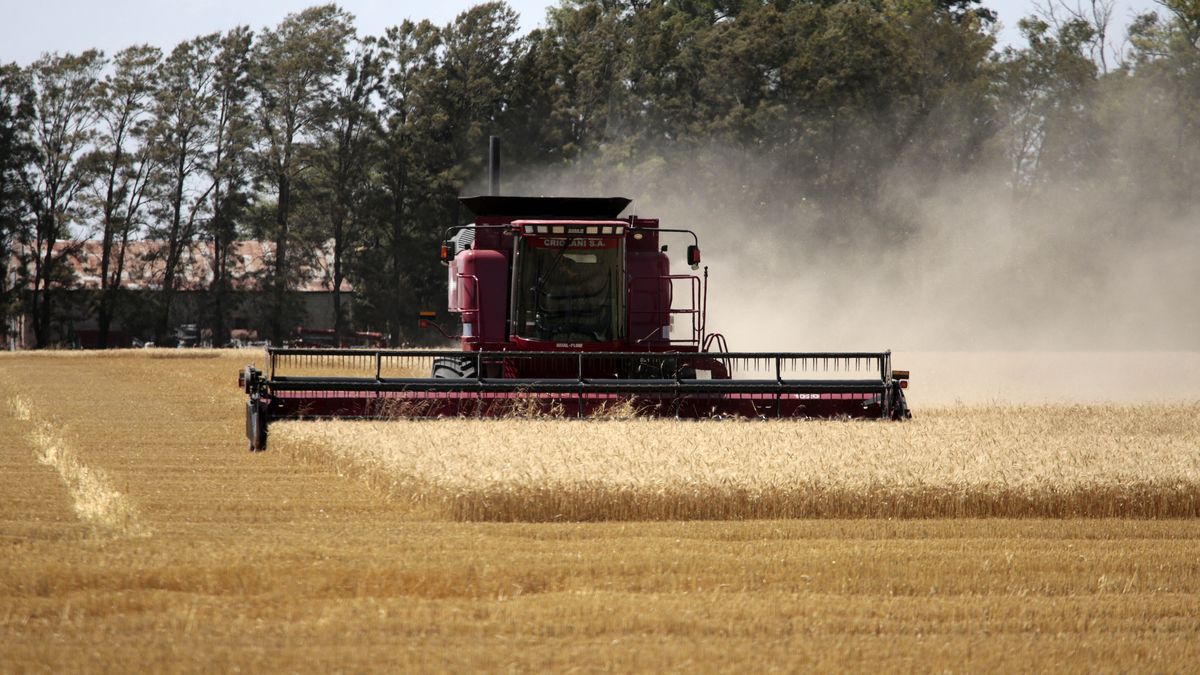 Bolsa de Rosario: trigo 2026/27 a 23,8 millones de toneladas