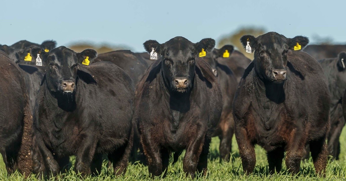 Sociedad Rural de Rosario rechaza desregular el IPCVA, organismo clave de la carne