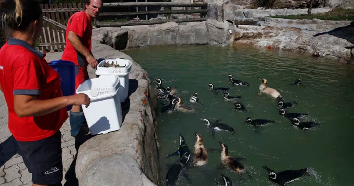 Crisis del Aquarium de Mar del Plata: 66 animales marinos sin destino