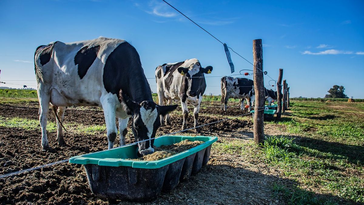 Santa Fe pierde 290 tambos en un año: la lechería en crisis silenciosa