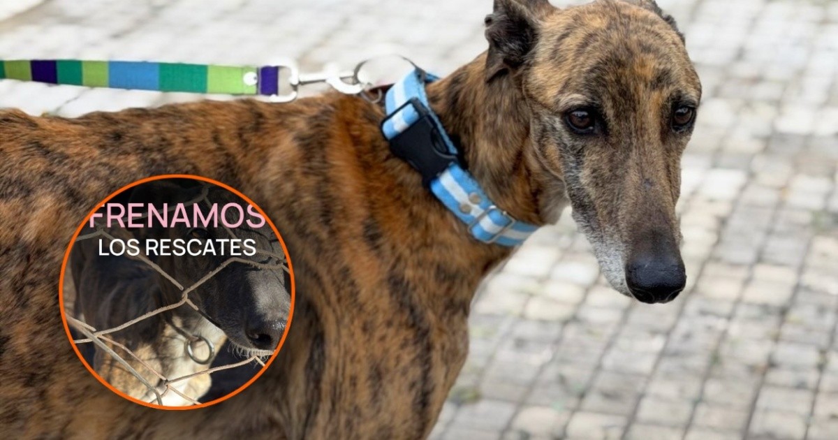 Galgos Libres Rosario suspende rescates por deuda de $12 millones