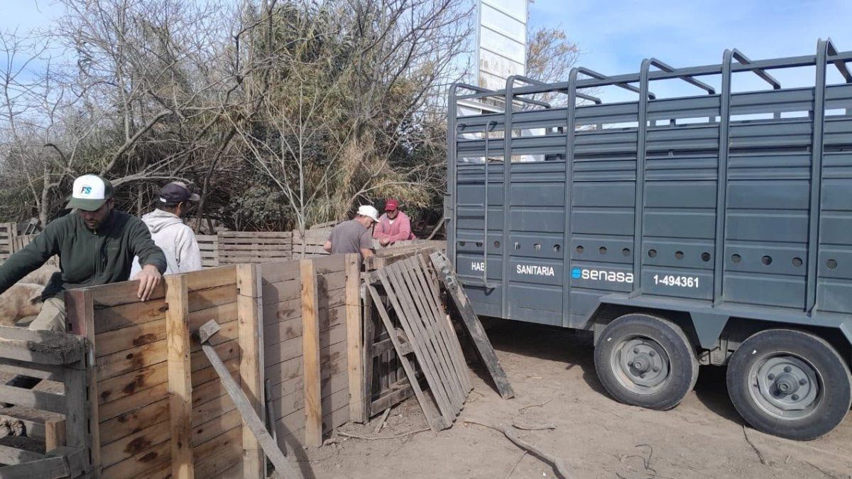 Alerta sanitaria en Santa Fe: desalojaron un criadero de cerdos por triquinosis en Ybarlucea