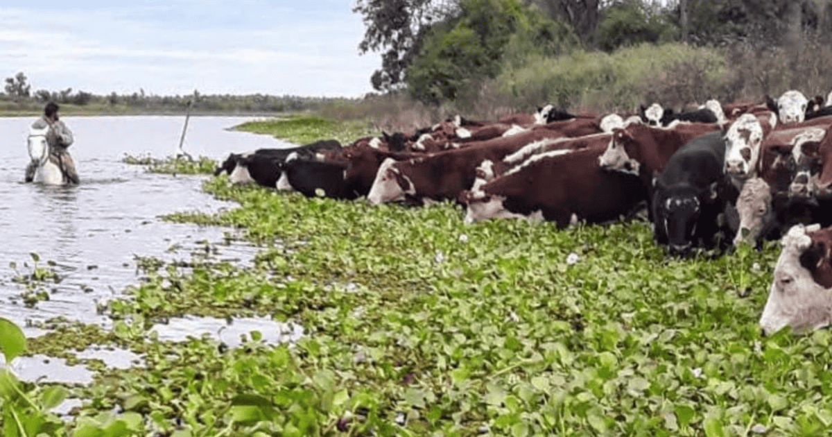 Crecida del Paraná: Santa Fe evacuó más del 70% de la hacienda en las islas