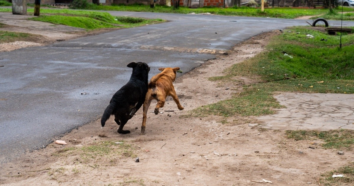 Rosario debate reforzar castraciones para controlar la sobrepoblación de mascotas