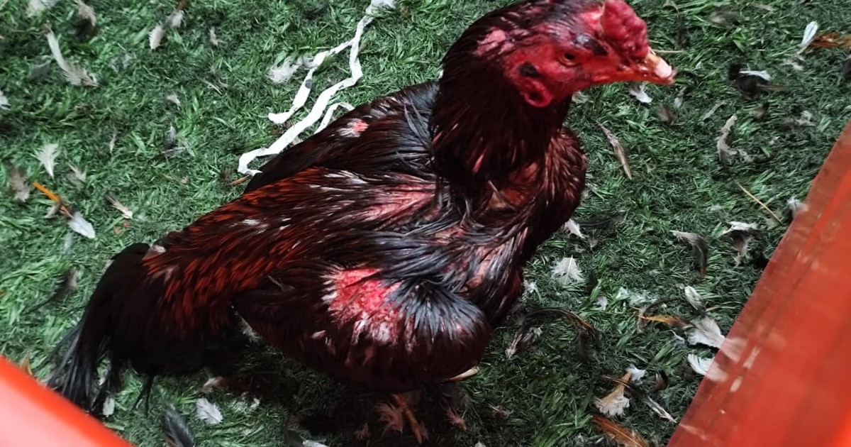Rescataron 111 gallos de peleas clandestinas en un boliche de Buenos Aires