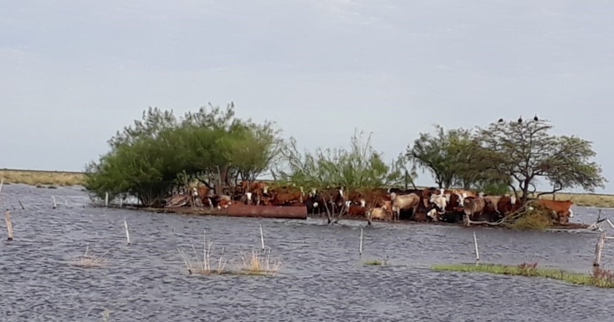 Tragedia en Santa Fe: murió ahogado un ganadero al intentar salvar animales