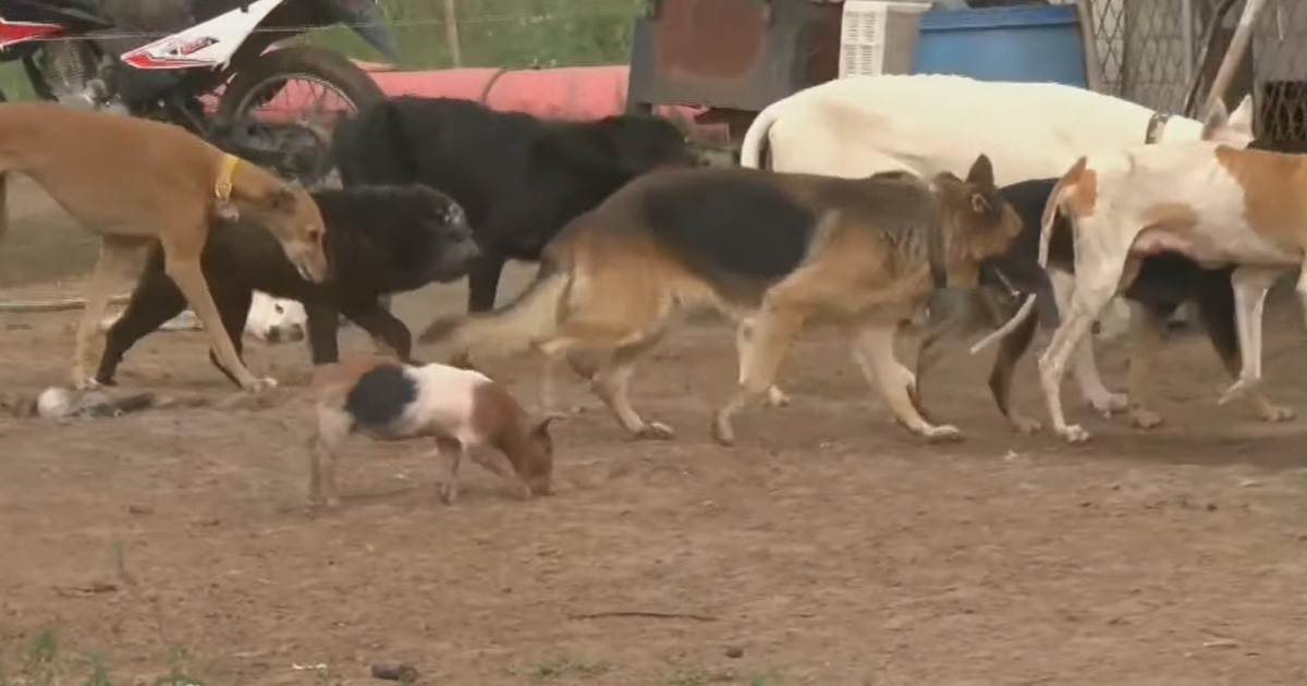 Rescatistas de San Lorenzo piden ayuda: mantienen 70 animales con $1,4 millones